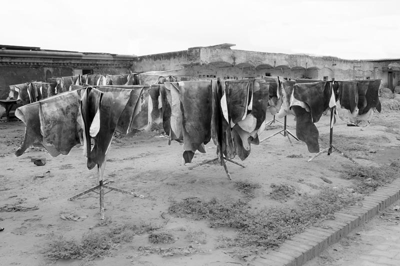 Tanned leather pieces being dried in the open in one of the tanneries in Kanpur, Uttar Pradesh. Chrome tanning - a highly polluting process is widely used in Kanpur, in turn polluting local water resources including River Ganga and the groundwater
